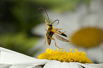 Longhorn Beetle (Leptura obliterata) taking flight covered with pollen, western Oregon