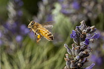 Honey Bee (Apis mellifera) flying away from English Lavender (Lavandula angustifolia) flowers with pollen baskets, western Oregon