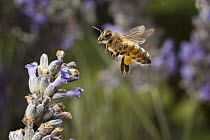 Honey Bee (Apis mellifera) approaching English Lavender (Lavandula angustifolia) flowers visible pollen basket, western Oregon