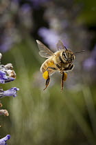 Honey Bee (Apis mellifera) flying away from English Lavender (Lavandula angustifolia) flowers with pollen baskets, western Oregon