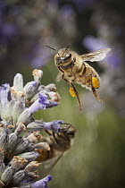Honey Bee (Apis mellifera) with pollen baskets approaching English Lavender (Lavandula angustifolia) flowers, western Oregon