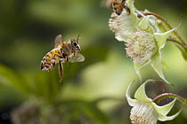 Honey Bee (Apis mellifera) approaching European Raspberry (Rubus idaeus) flowers, western Oregon