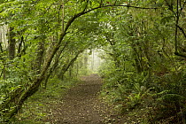 Trail through decidous forest, Cascade Head Preserve, Oregon