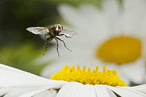 Blue Bottle Fly (Calliphora sp) approaching flower, North America