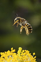 Mason Bee (Anthidium sp) flying above flower, western Oregon