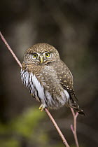 Northern Pygmy Owl (Glaucidium californicum), Clackamas River, Mount Hood National Forest, Oregon, sequence 1 of 2