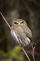 Northern Pygmy Owl (Glaucidium californicum) showing false eyes on the back of its head, Clackamas River, Mount Hood National Forest, Oregon, sequence 2 of 2