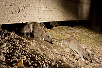 Brown Rat (Rattus norvegicus) trio emerging from hole in suburban yard at night, Portland, Oregon