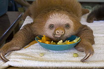 Hoffmann's Two-toed Sloth (Choloepus hoffmanni) orphan eating vegetables, Aviarios Sloth Sanctuary, Costa Rica