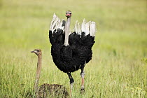 Ostrich (Struthio camelus) pair about to mate, Rietvlei Nature Reserve, South Africa