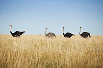 Ostrich (Struthio camelus) group of three males and one female walking in savannah, Rietvlei Nature Reserve, South Africa