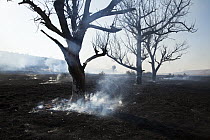 Burnt trees and savannah, Marievale Bird Sanctuary, South Africa