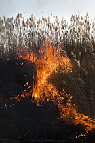Wildfire through savannah grass, Marievale Bird Sanctuary, South Africa