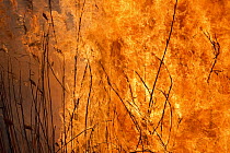 Wildfire consuming savannah vegetation, Marievale Bird Sanctuary, South Africa