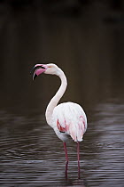 Greater Flamingo (Phoenicopterus ruber), Marievale Bird Sanctuary, South Africa