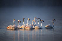 Greater Flamingo (Phoenicopterus ruber) group wading, Marievale Bird Sanctuary, South Africa