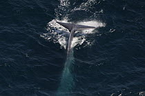 Blue Whale (Balaenoptera musculus) diving, California