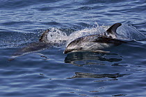 Pacific White-sided Dolphin (Lagenorhynchus obliquidens) porpoising, California