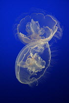 Jellyfish (Aurelia sp) in an aquarium