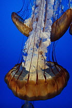 Pacific Sea Nettle (Chrysaora fuscescens) group in an aquarium