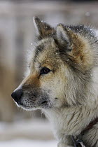 Greenland Dog (Canis familiaris), Denmark