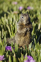 California Ground Squirrel (Spermophilus beecheyi) in ice plants, Monterey, California