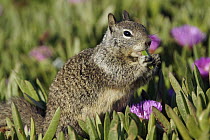 California Ground Squirrel (Spermophilus beecheyi) feeding on ice plant, Monterey, California