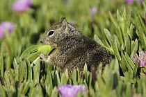 California Ground Squirrel (Spermophilus beecheyi) feeding on Ice Plant (Carpobrotus edulis), Monterey, California