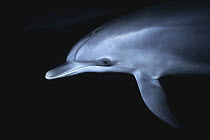 Atlantic Spotted Dolphin (Stenella frontalis) juvenile, Bahamas