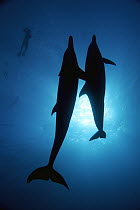 Indo-pacific Bottlenose Dolphin (Tursiops aduncus) pair and photographer, Ogasawara Island, Japan