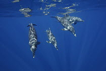 Indo-pacific Bottlenose Dolphin (Tursiops aduncus) group, Ogasawara Island, Japan