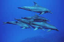 Indo-pacific Bottlenose Dolphin (Tursiops aduncus) group, Ogasawara Island, Japan