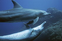 Indo-pacific Bottlenose Dolphin (Tursiops aduncus) pair, Ogasawara Island, Japan