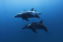 Indo-pacific Bottlenose Dolphin (Tursiops aduncus) calf and mother in pod, Ogasawara Island, Japan