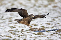 Black Kite (Milvus migrans) landing on snow-covered field, Germany