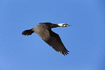 Great Cormorant (Phalacrocorax carbo) flying, Germany