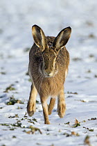 European Hare (Lepus europaeus) running across snow-covered field, Germany