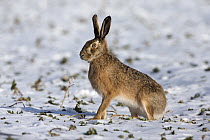 European Hare (Lepus europaeus) on snow-covered field, Germany