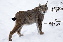 Eurasian Lynx (Lynx lynx) standing in snow, Germany