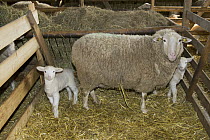 Leine Sheep (Ovis aries) in stall with lambs, Lower Saxony, Germany