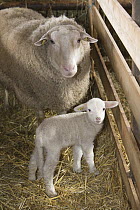 Leine Sheep (Ovis aries) in stall with lamb, Lower Saxony, Germany