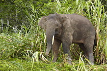Borneo Pygmy Elephant (Elephas maximus borneensis) eating bamboo, Kinabatangan River, Sabah, Borneo, Malaysia