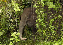 Borneo Pygmy Elephant (Elephas maximus borneensis) eating grass at jungle edge, Kinabatangan River, Sabah, Borneo, Malaysia