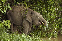Borneo Pygmy Elephant (Elephas maximus borneensis) drinking from Kinabatangan River, Sabah, Borneo, Malaysia