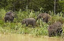 Borneo Pygmy Elephant (Elephas maximus borneensis) herd eating bamboo, Kinabatangan River, Sabah, Borneo, Malaysia