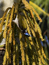 Blue-faced Honeyeater (Entomyzon cyanotis) feeding on coconut palm flowers, Cairns, Queensland, Australia