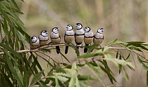Double-barred Finch (Taeniopygia bichenovii) flock lined up on a branch, Gregory River, Queensland, Australia