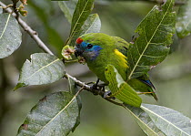 Double-eyed Fig-Parrot (Cyclopsitta diophthalma) male eating fruit of a Septic Fig (Ficus septica), Malanda, Queensland, Australia