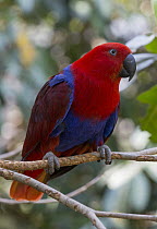 Eclectus Parrot (Eclectus roratus) female, Port Douglas, Queensland, Australia