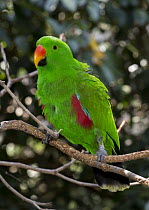 Eclectus Parrot (Eclectus roratus) male, Port Douglas, Queensland, Australia